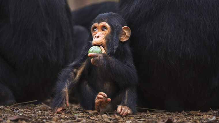 What gave some primates bigger brains? A fruit-filled diet